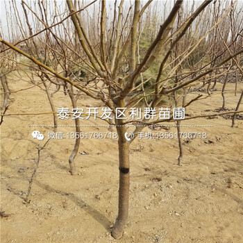 山東紅香酥梨樹苗新品種、山東紅香酥梨樹苗價(jià)格多少