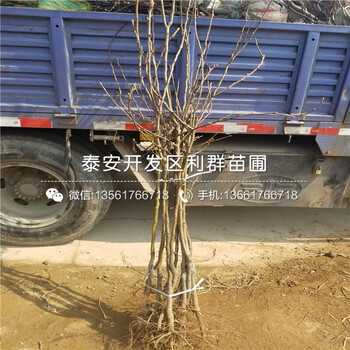 2018年紅梨一號梨苗基地