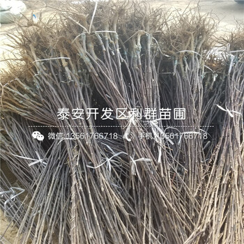新品種紅安久梨苗、紅安久梨苗出售基地