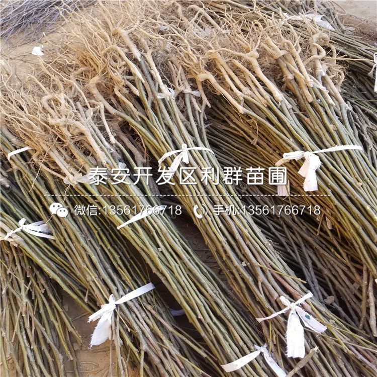 山東紅香梨苗、紅香梨苗價格多少