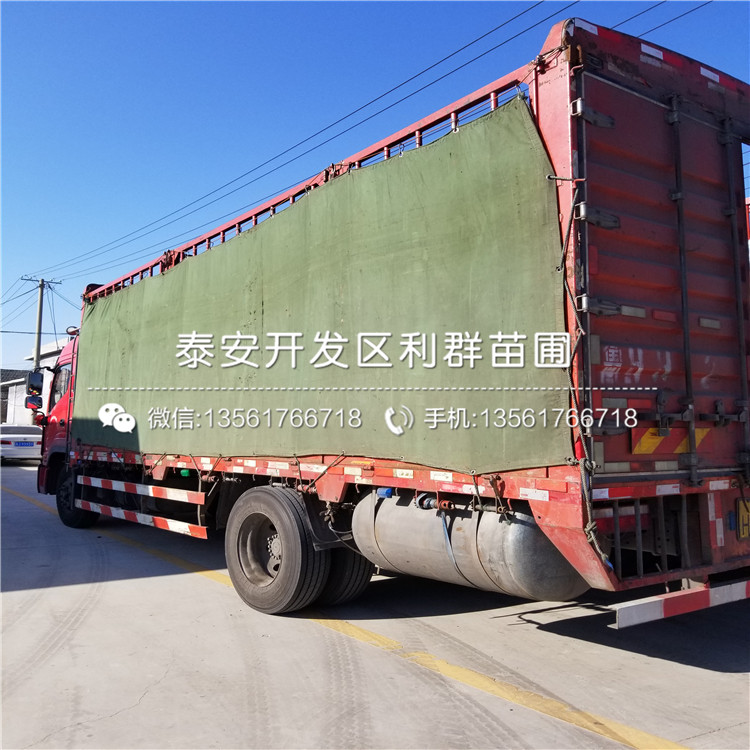 哪里有臭橘樹苗批發(fā)、臭橘樹苗多少錢一棵
