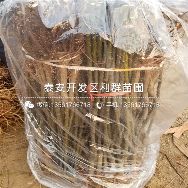 新品种幸水梨苗多少钱一棵