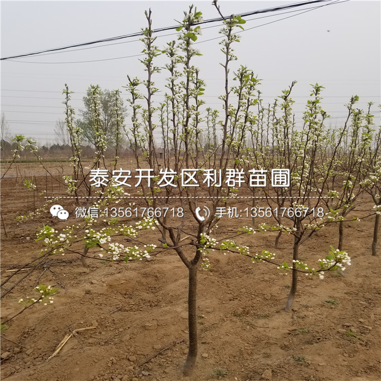 1公分梨樹苗價格多少