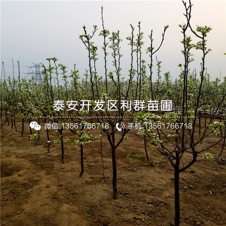 碭山酥梨樹苗批發(fā)、2018年碭山酥梨樹苗價格多少