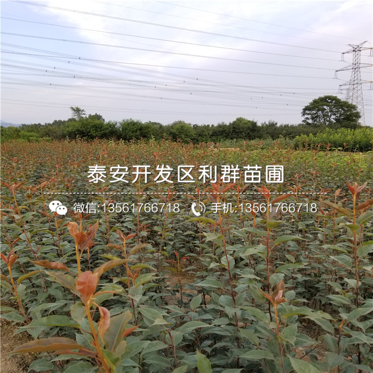 山東新高梨苗格是多少