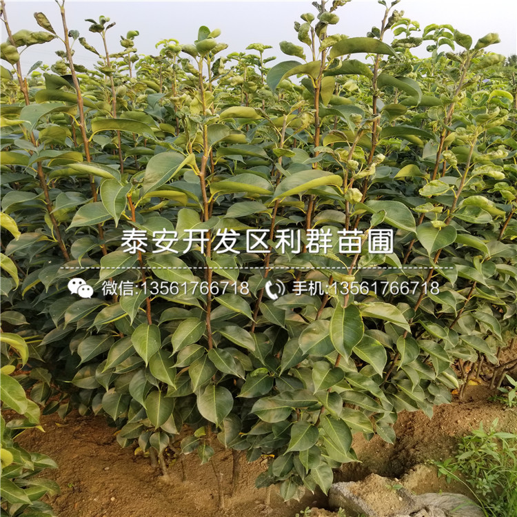 新品種山東梨苗多少錢一棵