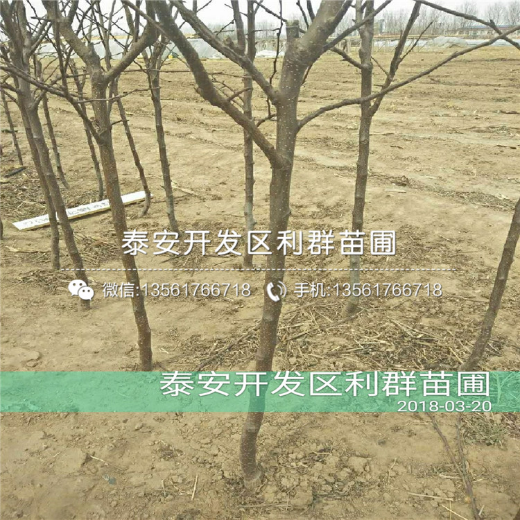 山东4公分梨树苗、山东4公分梨树苗格