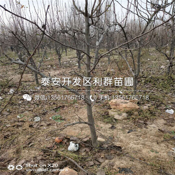 3公分紅考密斯梨樹苗價(jià)格