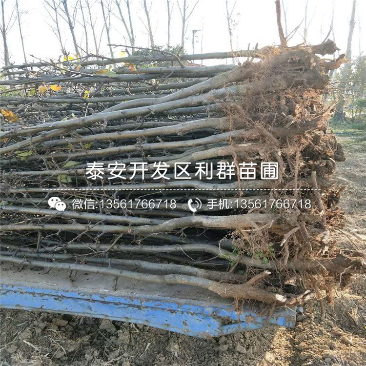 山東嫁接梨苗批發(fā)價格、山東嫁接梨苗出售基地
