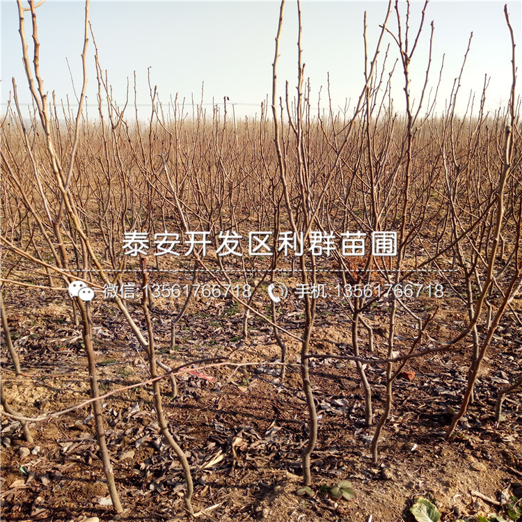 酥梨樹苗多少錢、2018年酥梨樹苗價(jià)格