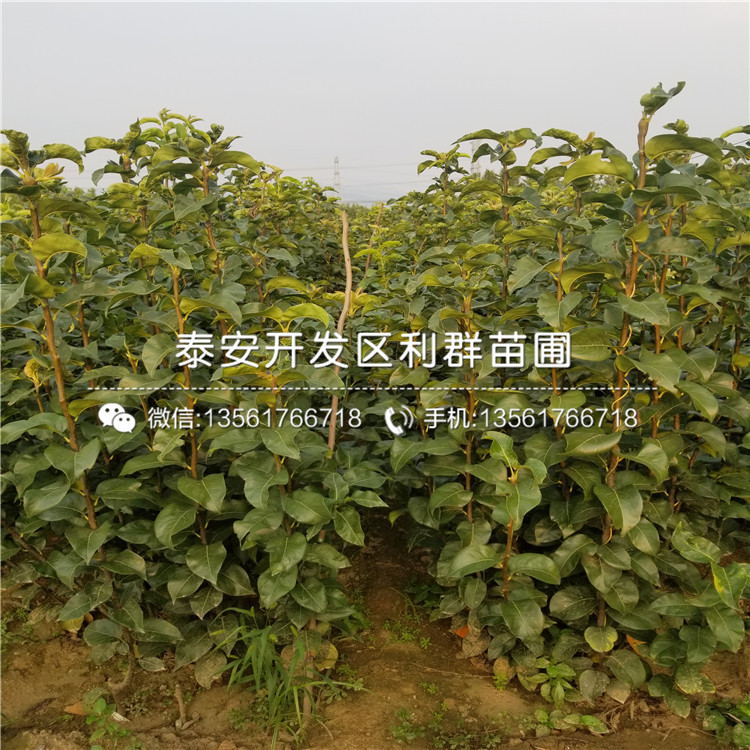 新世紀(jì)梨樹苗出售價(jià)格、新世紀(jì)梨樹苗出售基地