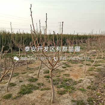 奧冠紅梨苗、奧冠紅梨苗哪里便宜