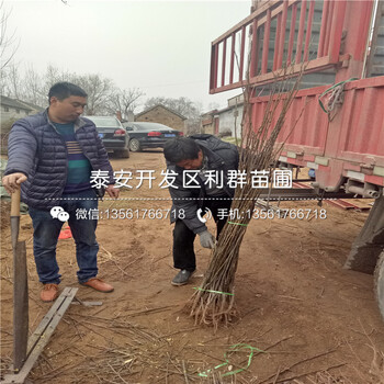 愛宕梨苗銷售價(jià)格、愛宕梨苗銷售基地