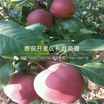 實生梨樹苗基地