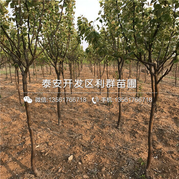 5公分南水梨樹苗價格