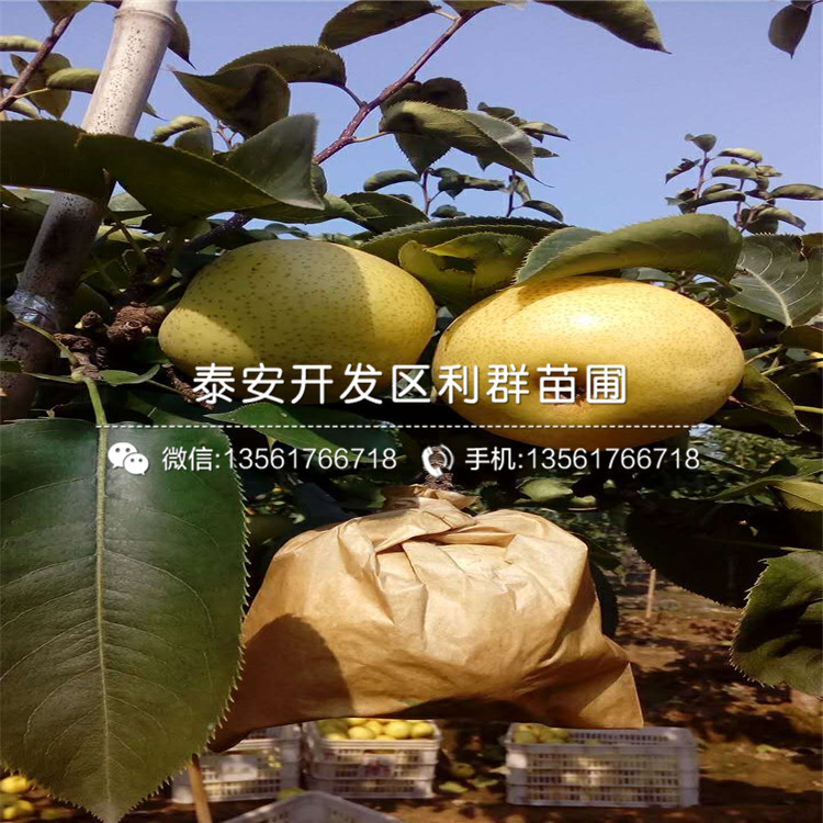 2019年紅香酥梨苗、紅香酥梨苗批發(fā)