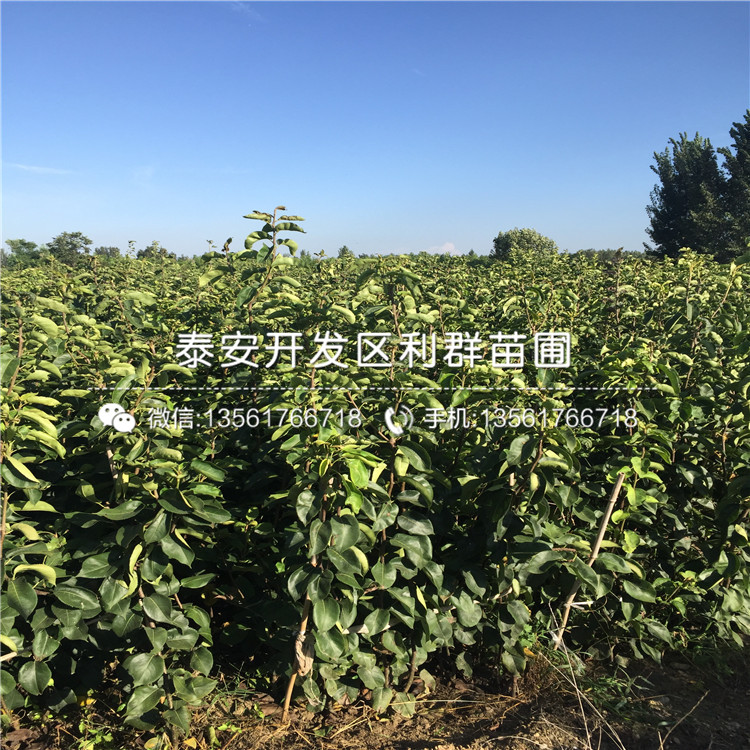 紅香酥梨苗價(jià)格、2018年紅香酥梨苗出售價(jià)格是多少