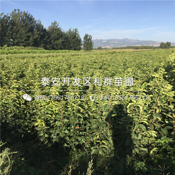 新梨7號(hào)梨樹(shù)苗價(jià)格