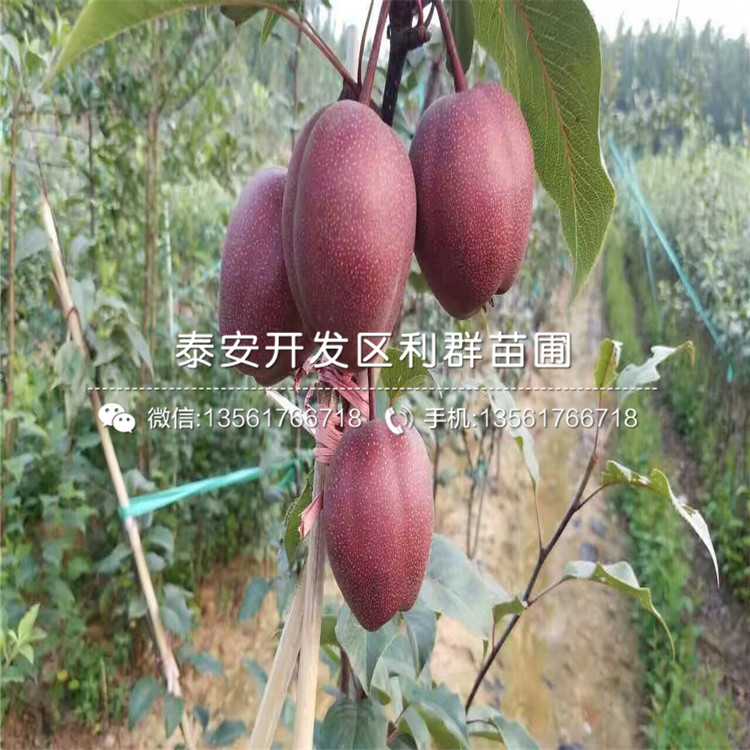 一棵早酥梨苗多少錢