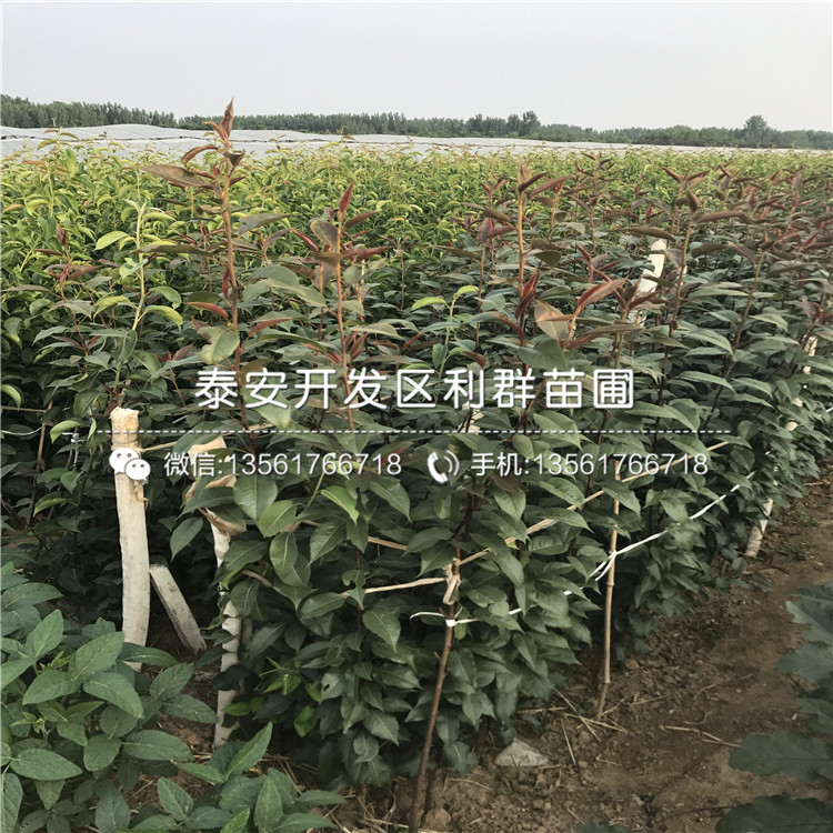 南水梨苗多少錢一棵、2018年南水梨苗價格