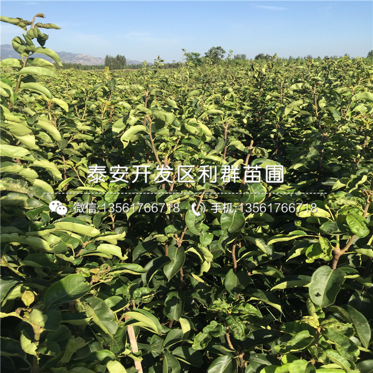 9公分梨樹苗近價(jià)格、2018年9公分梨樹苗價(jià)格