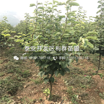 2018年中梨4號(hào)梨苗基地