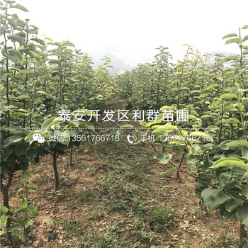 紅香酥梨苗批發(fā)價格