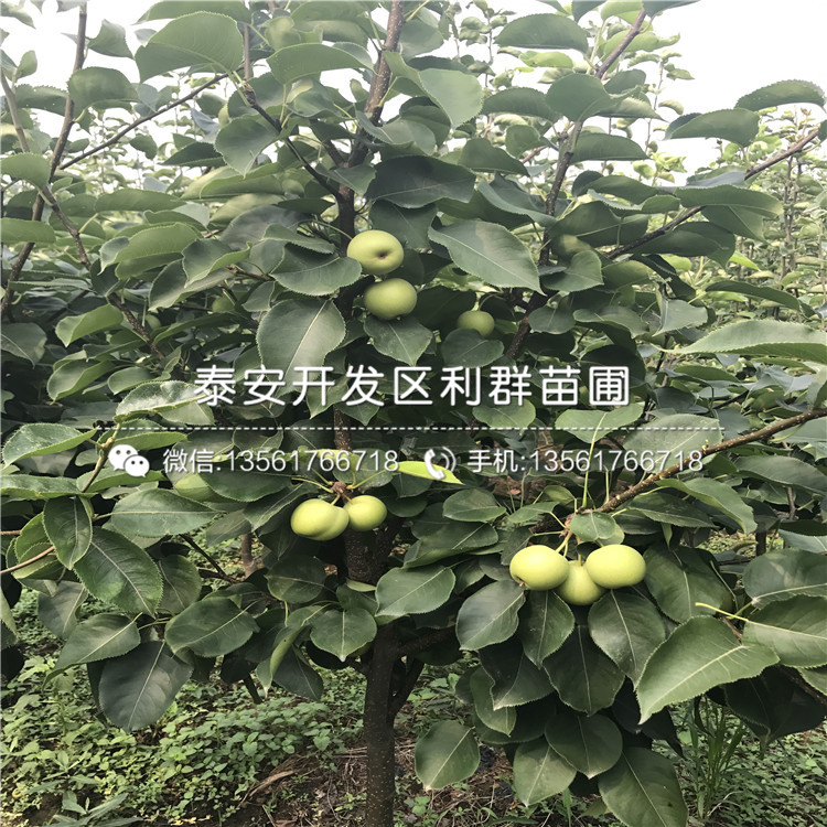 晚秋黃梨樹苗、晚秋黃梨樹苗報價是多少