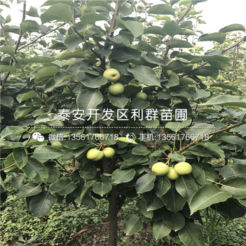 泰安梨苗出售基地、泰安梨苗多少錢(qián)一棵