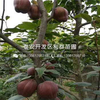 紅太陽梨苗出售基地、紅太陽梨苗價格多少