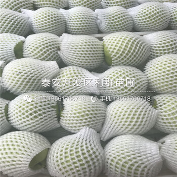 紅梨一號梨樹苗報(bào)價(jià)