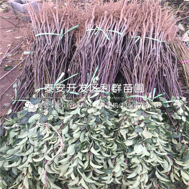紅梨一號梨樹苗市場價格