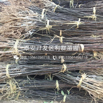 新品種實(shí)生梨苗出售價(jià)格