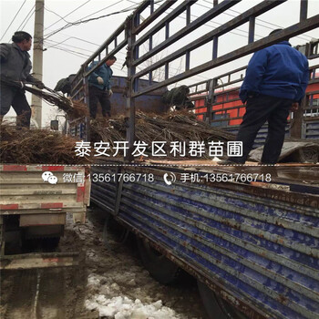 6公分梨苗報價、6公分梨苗什么價格