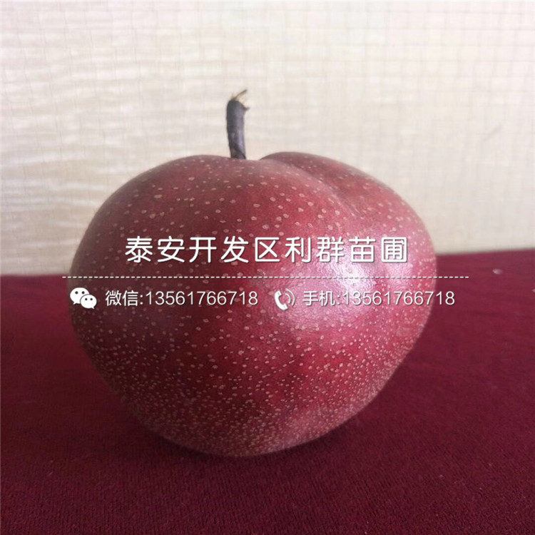 山東10公分梨苗價格、山東10公分梨苗出售