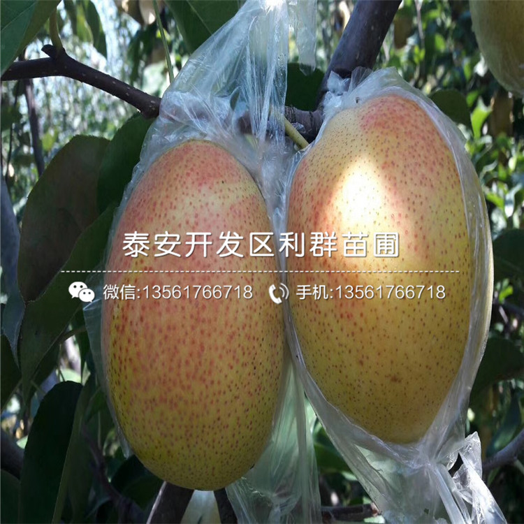 山東紅梨1號(hào)梨苗、紅梨1號(hào)梨苗多少錢(qián)一棵