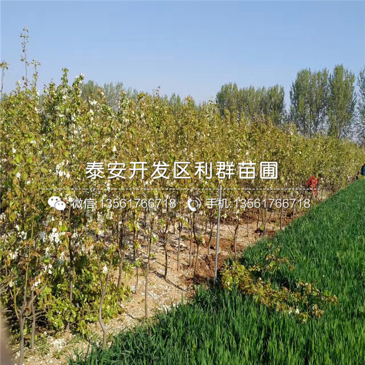 2018年圓黃梨樹苗出售價(jià)格