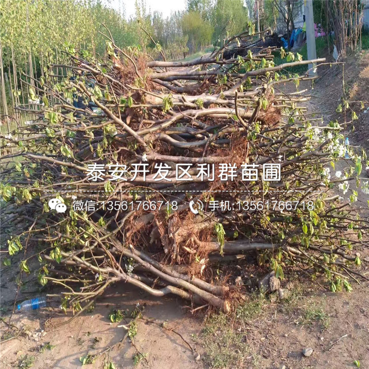 山東紅梨樹苗格多少