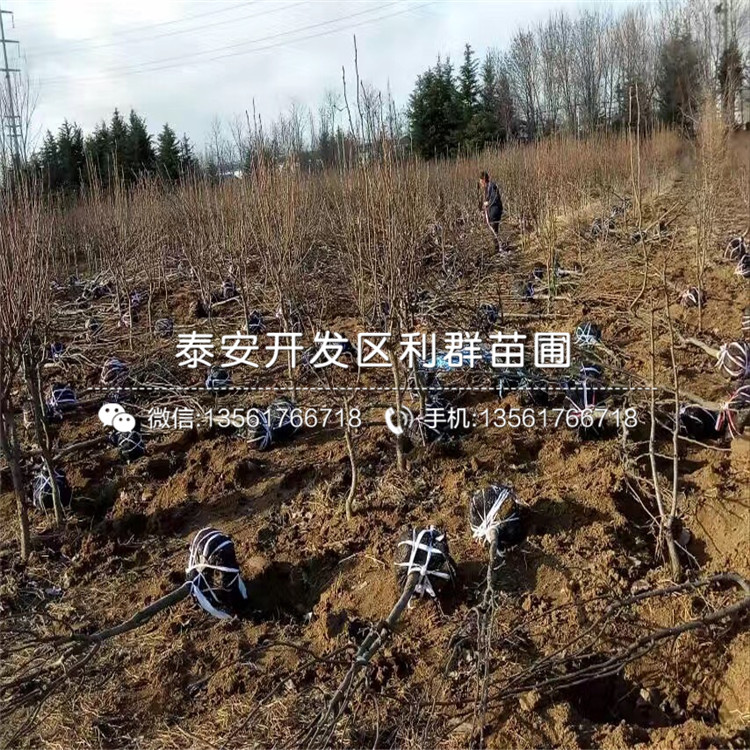 紅梨苗哪里價格低