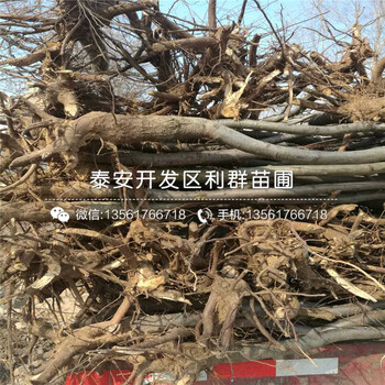 晚秋黃梨苗多少錢一棵、2019年晚秋黃梨苗價格是多少