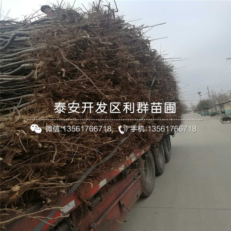 早酥梨苗、早酥梨苗批發(fā)