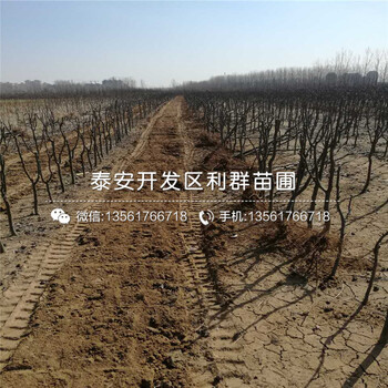 奇紅早酥梨樹苗、奇紅早酥梨樹苗品種