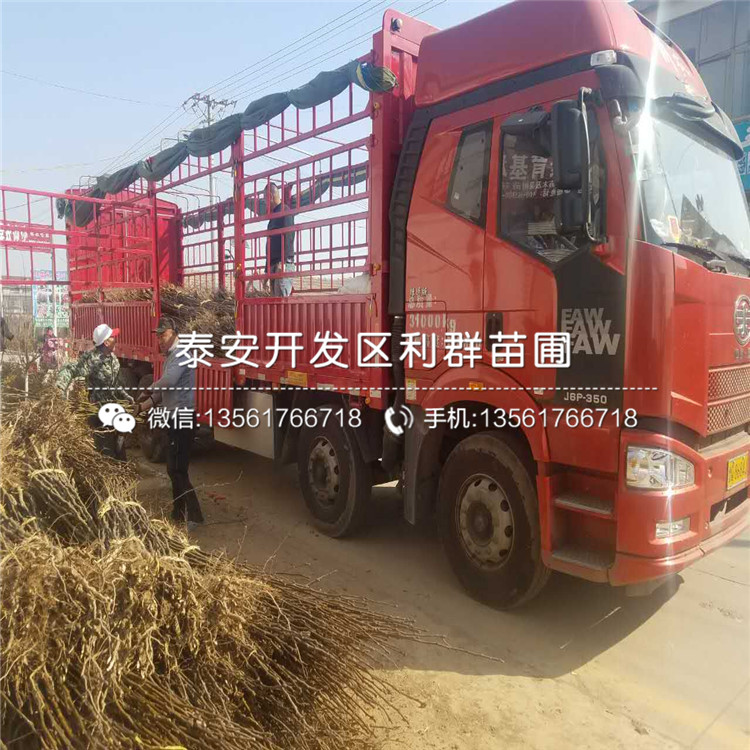 出售梨樹苗、出售梨樹苗新品種