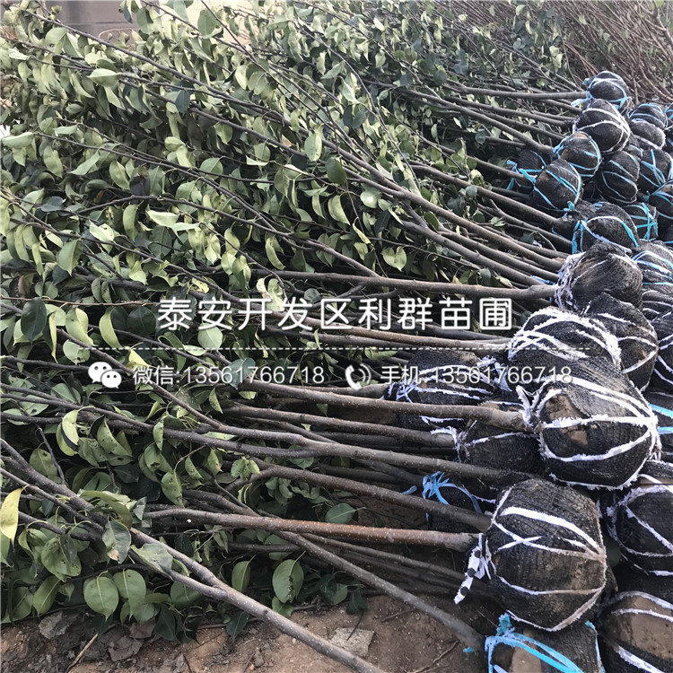嫁接梨樹苗價(jià)格、嫁接梨樹苗報(bào)價(jià)多少