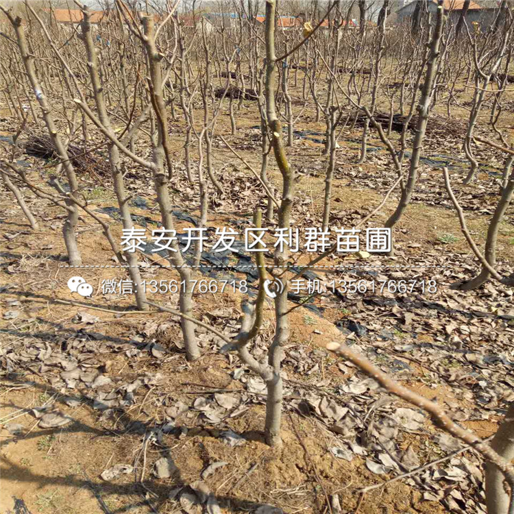 新品種喜水梨苗