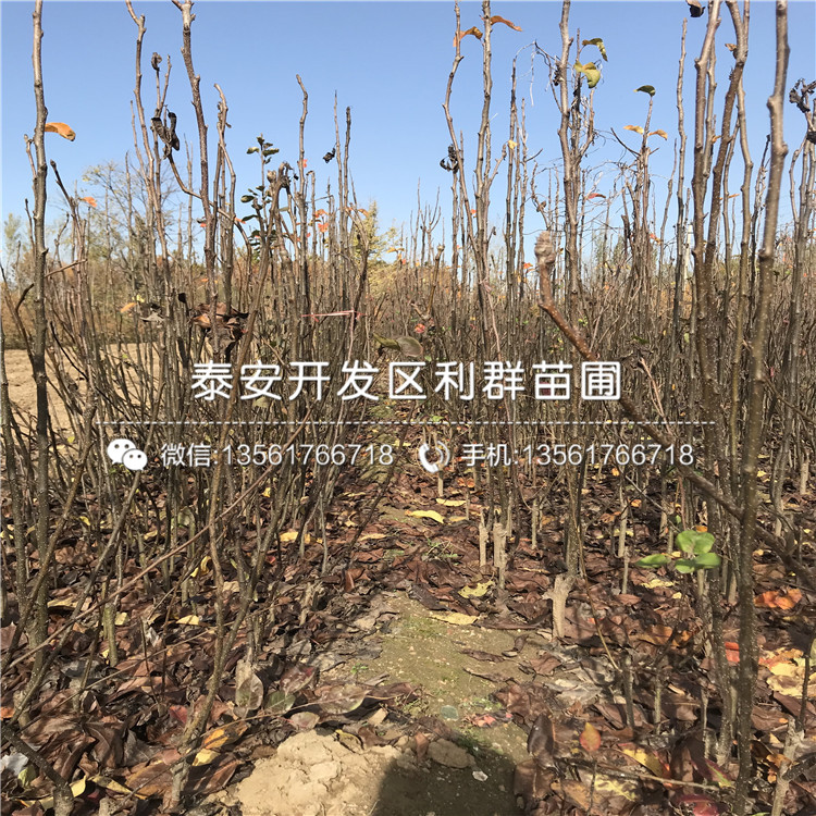 翠冠梨苗價(jià)格、2019年翠冠梨苗出售