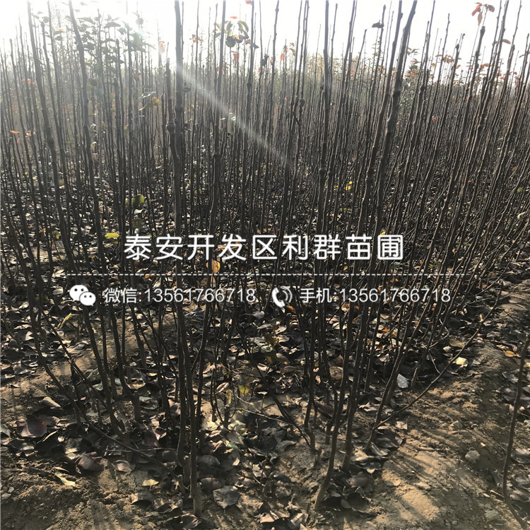 梨樹價格、梨樹報價是多少