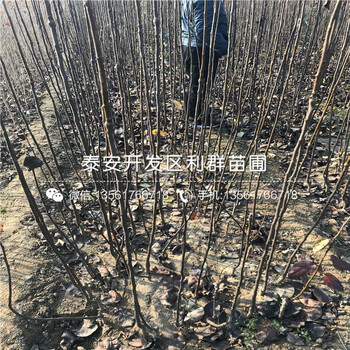 紅香梨苗批發(fā)