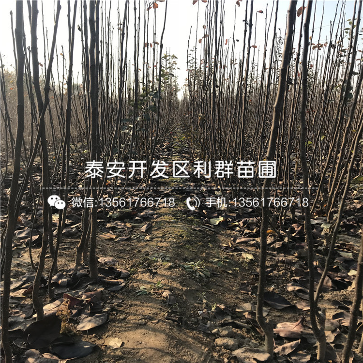 杜梨苗、杜梨苗批发基地