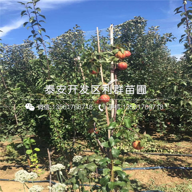 山東梨苗品種、山東梨苗價格多少